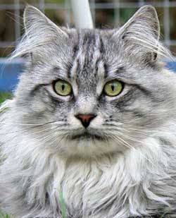 Image of The Dorsai Gandalf The Grey of Coonity