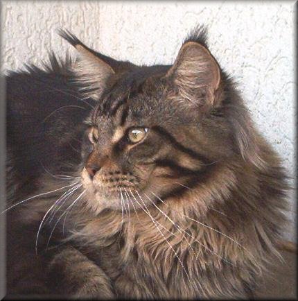 Coon Quistador ist ein viel versprechender Nachwuchskater aus eigener Nachzucht. Ich habe mir von seiner riesigen Mutter Kissimee so sehr eine Tochter gew�nscht, aber es hat nicht sollen sein, da in Kissy�s beiden W�rfen nur Kater gefallen sind- also muss man es nehmen wie es kommt ;-) Schon gleich nach Coon Quistador�s Geburt fiel seine enorme Gr��e auf. Er hat ein wunderbares klares Tabby in einer warmen Farbe, seine perfekte Kopfform nebst den Gigantischen Lynx Tip�s, ausgestattet mit Rennpferdbeinen und XXL Schwanz. Dank unserer Freunde Simone und Torsten darf ich mir den Luxus erlauben einen weiteren Kater f�r meine Zucht zu sichern. Coon Quistador wird bei ihnen leben mit zwei Kastraten aus unserem Hause :-)) Sein Stammbaum ist eine gelungene Mischung aus interessanten amerikanischen und teilweise sehr alten d�nischen Linien, f�r mich eine sch�ne Mischung die Inzuchtwerte enorm herab zu setzen, ohne auf diesen wunderbaren Typ  zu verzichten. Coon Quistador hat nur das beste von seinen tollen Eltern mitbekommen, ganz oben f�r mich das liebe und sanfte Wesen. Coon Quistador is a much promising future studmale from our own offspring. I wished myself a daughter of his enormous mother Kissimee, but it does not have to be supposed. Since in Kissy's both litters are only boys. After his birth was noticeable already the size. Coon Quistador has a marvelous clear tabby marking in a warm color, his perfect head together with the gigantic Lynx Tip�s, equipped with horse legs and XXL tail. Owing to our friends Simone and Torsten I may take the liberty and luxury to use a further male for my breeding program. Coon Quistador will live with them with two other Pets from us : -)) His pedigree is a successful mixture from interesting American and partly very old Danish lines, for me a beautiful mixture the in-breeding values enormously press down without loose on this marvelous type. Coon Quistador received only the best of his lovely parents, the best for me the dear and gentle nature.