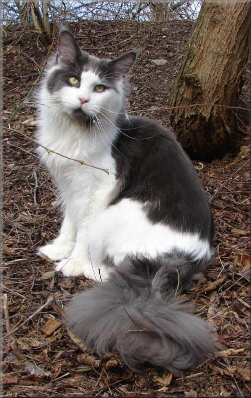 Hightower Bluetooth kam sah und siegte....einen NON AGOUTY Kater in dieser Qualit�t, war schon lange unser Traum, schon nach seiner Geburt war eigentlich klar das dieser tolle Junge bei uns bleiben muss. Allein sein Gewicht und die sagenhafte Gr�sse sprachen f�r diese Entscheidung, verpackt in einer h�chst selten und attraktiven Farbe. Als Zugabe seine grossen Pinsel auf den Ohren nehmen wir nat�rlich auch gerne. Viele Z�chteranfragen aus dem In-und Ausland best�tigten diese Wahl :-)) Wir haben uns den Luxus erlaubt einen Kastraten in XXL Format hier laufen zu lassen :-)) A dream come true.....only for fun and cuddly :-)) When we saw Hightower after born - there was nothing to do - he had to stay in our home. He has a strong and broadly muzzle, very good chin and his bones are heavy. He is the most lovely boy you can imagine and has the sweetest temper ever. We look forward his development, in a huge cat, promise his weight.. Many breeder inquiries confirmed this choice : -))