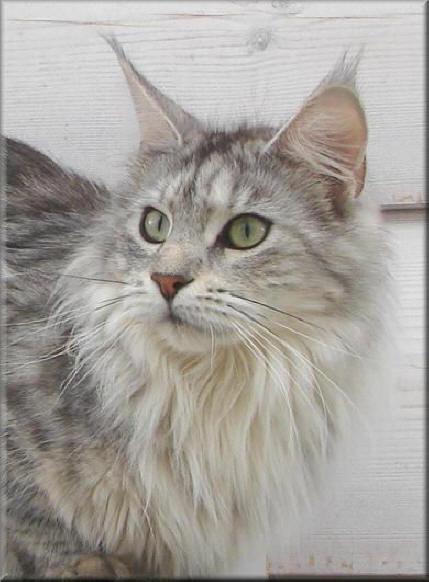 Endlich ist sie da unsere Lilly, fast zwei Jahre suchen hat sich gelohnt. Diese Mackerel Zeichnung in einem klaren Silber verleiht ihr den Typischen "Wildkatzen" Ausdruck, man darf gespannt sein, wie sich diese Zeichnung in Verbindung mit unseren Katern darstellt. Mit Top Gun der Versch�rfte "Wildlook" eventuell auch kleine Panter.