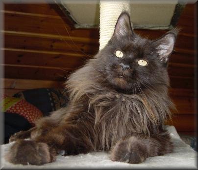 Mein schwarzes Eigengew�chs sollte nach diesem Wurf in Rente gehen, nur leider hatte da jemand andere Pl�ne. Ihre Leber (Schwangerschaftsvergiftung) stelle den Dienst ein, und sie starb nach der Bluttransfusion die sie von ihrem Papa Top Gun bekommen hatte. Es zerreist mir das Herz so vermisse ich mein Kind Moony, ich brachte sie Blutend auf die Welt und so verlie� sie sie auch wieder. Nur kurz war es ihr verg�nnt bei uns zu sein, ihre letzten Kinder werden mich immer an ihre Wundersch�ne Mama erinnern, die sie leider nie gesehen haben, aber 6 Tage f�hlen konnten. Mach�s gut kleine Moony Maus, ich vergesse dich nie.