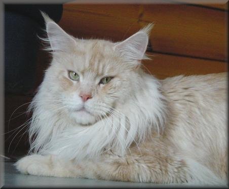 Witchbreed�s Pale Ryder - Pinky ist der Papa von Itsy Bitsy & Opa von Vampirella .... Pale Ryder lebt nun bei unseren Freunden in der sch�nen Eifel, und ist dort der absolute Star :-)) Pale Ryder is moved to our dear friends Simone and Ulli, and is now the center of their life :-)