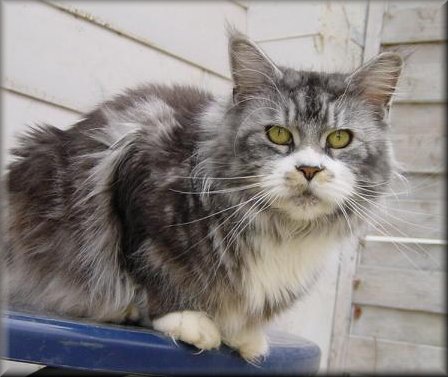 Spitz�cker�s Gwendolyn - Sie ist die Stamm-Mutter unserer Cattery und eine kleine Plappertasche, mit der sch�nsten Stimme auf der Welt. She is our little singer, with the most beautiful voice on the world.