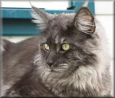 B Lovelyness Sarah-Toga - Ich musste Dich leider gehen lassen, du warst eine meiner ersten Coonie�s, Dein Wesen war so phantastisch und einmalig, mit Worten wird man Dir nicht gerecht.... Das letzte, was Deine sch�nen Augen sahen, Dein K�rper f�hlte, Deine Pfoten ber�hrten, war das gr�ne Gras in unserem Garten, die V�gel die bei uns ein Nest gebaut haben, die Sonne und mich............ Die Lieben gehen immer zuerst... Gr�sse mir alle anderen, Du weisst schon, wen Du suchen musst. Machs gut kleine Maus, ich hab Dich ja direkt vor meinem Fenster, und immer wenn ich raus schaue, seh ich die Glutpflaume, die �ber Dir ihre roten Bl�tter ausbreitet, so als Besch�tze sie Dich... In Liebevoller Erinnerung Deine Menschen