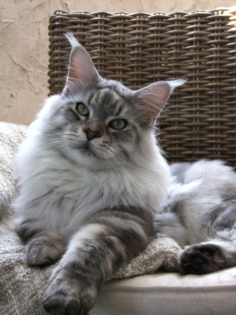 Coonattack Maine Coon Cats